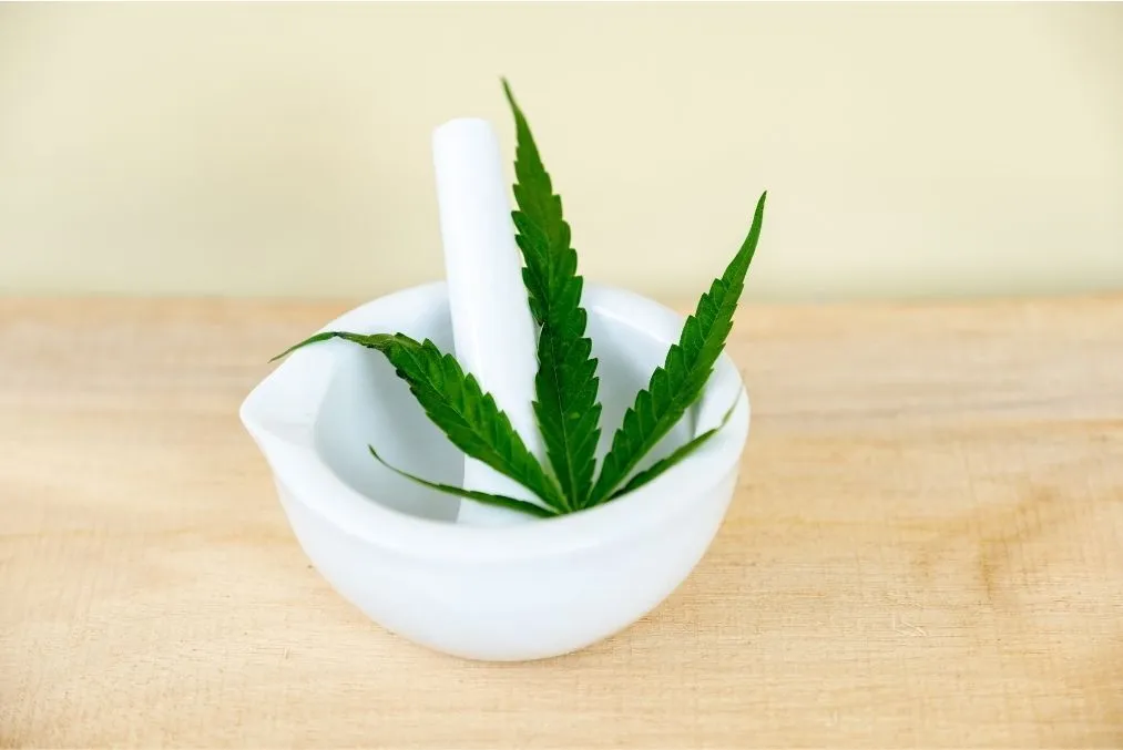 marijuana leaf